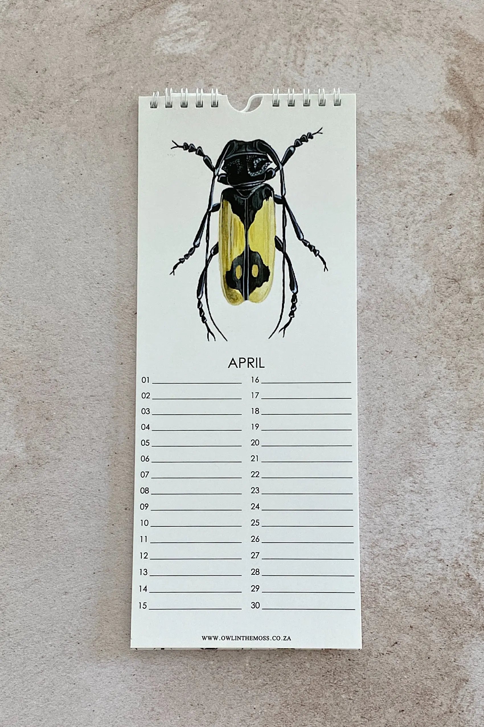 Special Events Calendar Owl in the moss