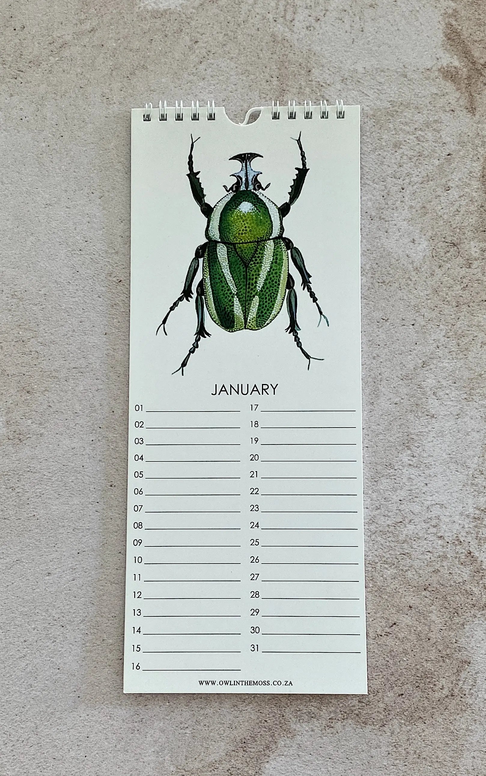 Special Events Calendar Owl in the moss